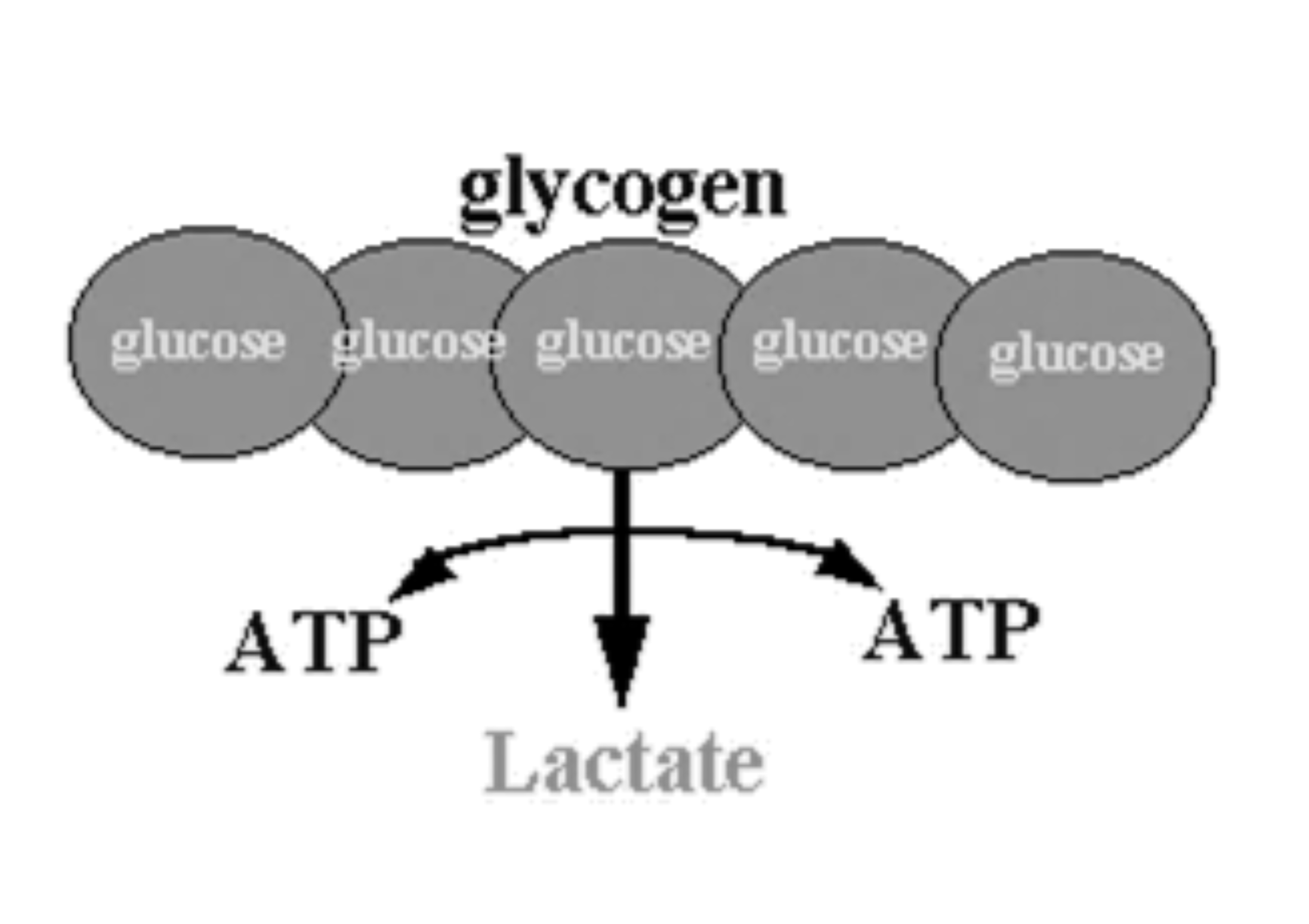 Anaerobic