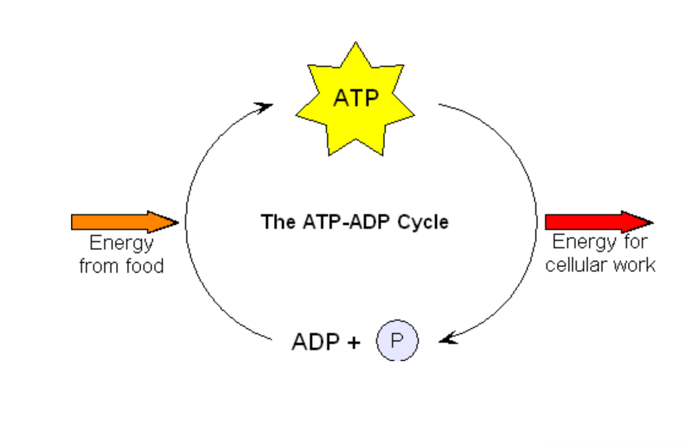 ATP